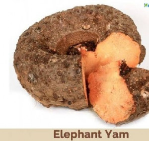 Elephant Yam