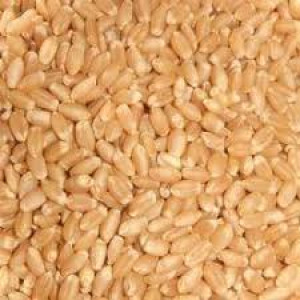 LOKWAN Wheat